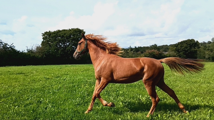 A-VENDRE-POULINIeRE-M-OU-a-RESSAYER-PAR-VERY-LOOK-0