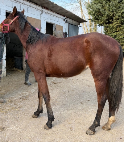 Recherche-Entraineur-Particulier-Sud-Ouest