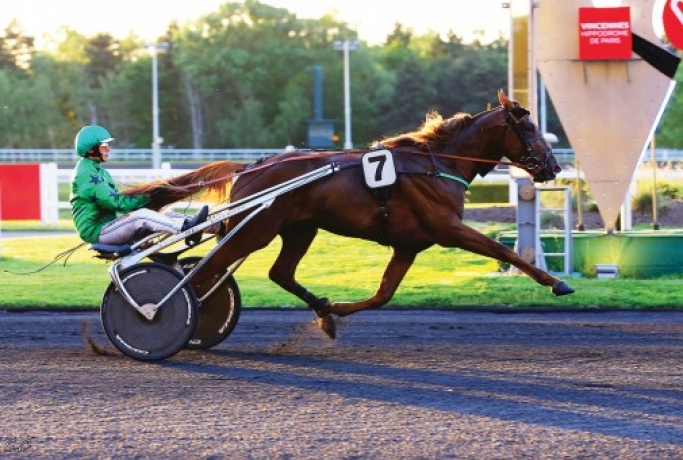 Vends-saillie-ECU-PIERJI-(Tucson--Tosca-Pierji-par-Kaisy-Dream)-0