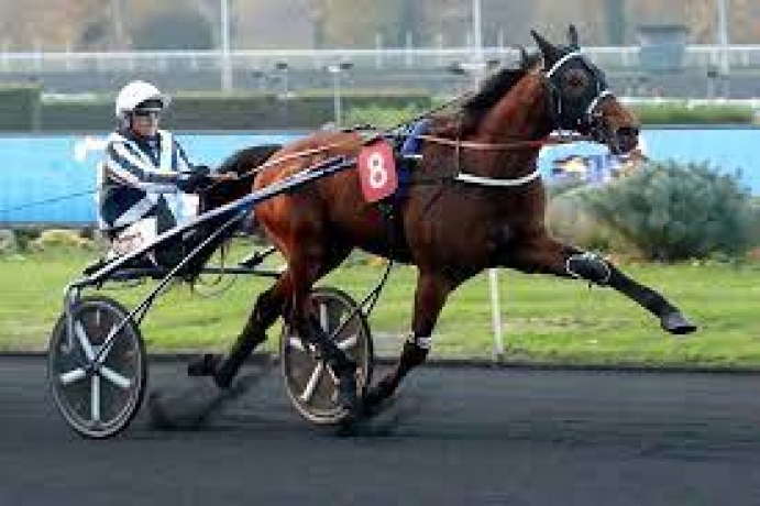 Vends-saillie-HORSY-DREAM-(Scipion-du-Goutier--Bonanza-du-Closet-par-Prince-Gede)