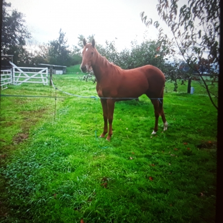 Cause-cessation-loue-pouliniere-trotteurs-0