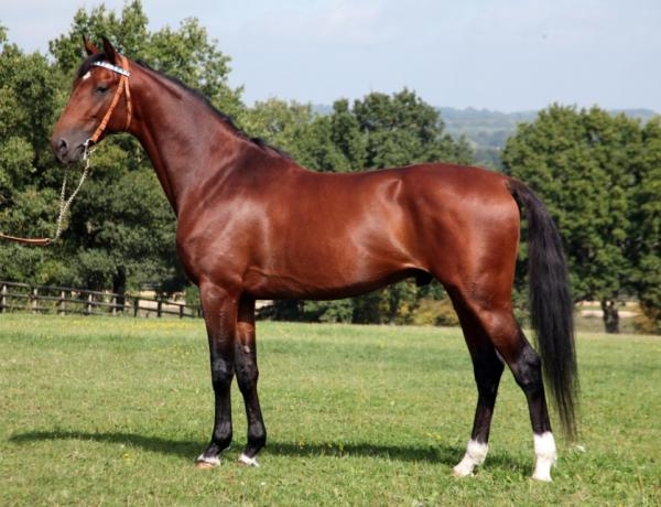 Severino-part-400€