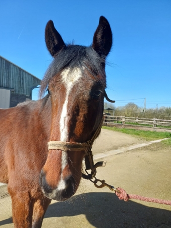 OBIWAN-CLEMAXELLE-debourre--castre