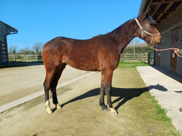 OBIWAN-CLEMAXELLE-debourre--castre-0