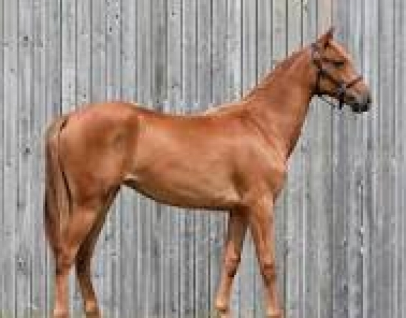 SAILLIE-FALCAO-DE-LAURMA