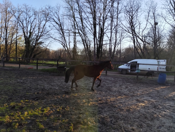 Vend-une-N-bien-qualifiee-inedite-19-6-a-Caen-1