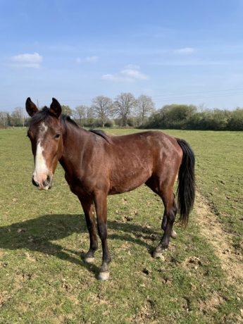 Orti-des-brosses-avec-potentiel-1