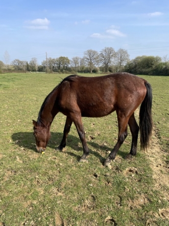 Orti-des-brosses-avec-potentiel