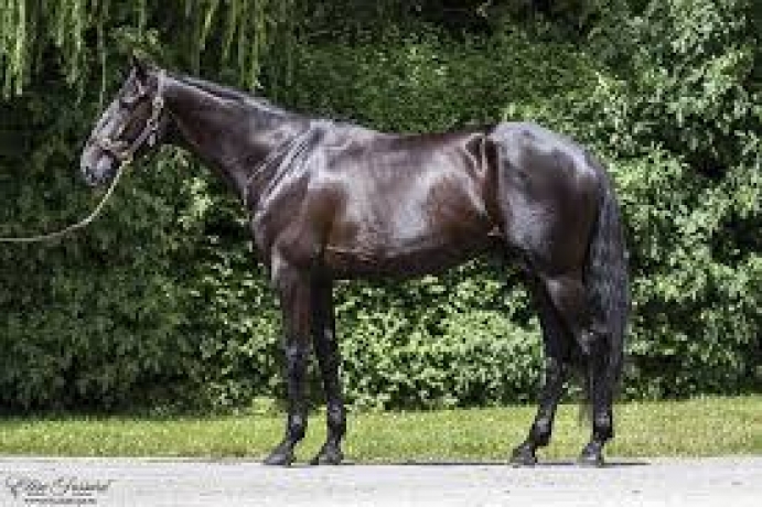 Vends-saillie-INVINCIBLE-CASH-(Ready-Cash--Urawa-Turgot-par-Orlando-Vici)-Prix--4000-€-HT-PV