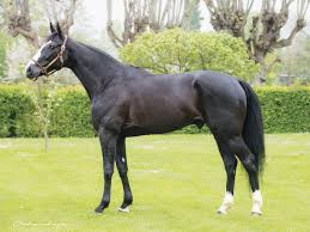 Vends-saillie-KARLITO-(Ready-Cash--Carlita-par-Rombaldi)-Prix--2000-€-HT-PV-0