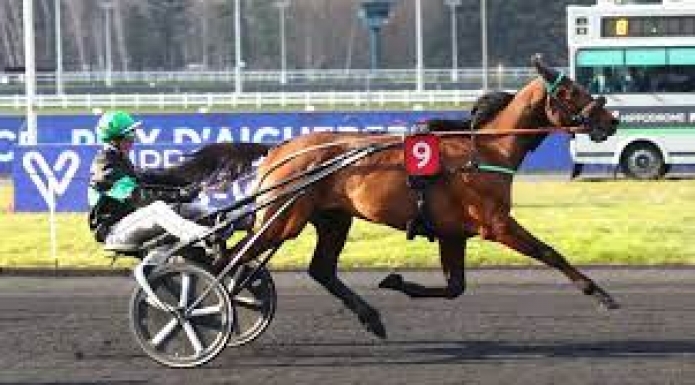 Vends-saillie-KRACK-TIME-ATOUT-(Face-Time-Bourbon--Topaze-d-Atout-par-Coktail-Jet)-Prix--14000-€-HT-PV-(avec-ou-sans-TVA)-0