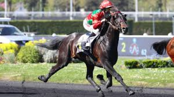 Vends-saillie-L-ECRIN-D-OR-(Bird-Parker--Quelle-Emotion-par-Coktail-Jet)-0