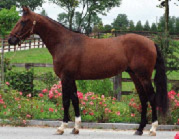 Vends-saillie-ROLLING-D-HERIPRE-(Dahir-de-Prelong--Harmony-Blue-par-Blue-Dream)-0