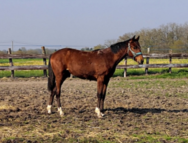 Vds-poulain-P-beau-modele-compacte-energique-pere-Rolling-d-heripre-mere-Alto-de-viette-(Ready-cash)-3