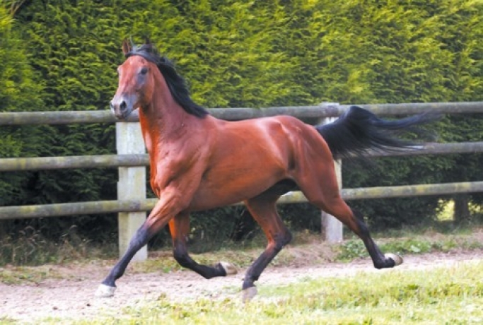 Vends-saillie-SAXO-DE-VANDEL-(Coktail-Jet--Lidice-de-Vandel-par-Cezio-Josselyn)