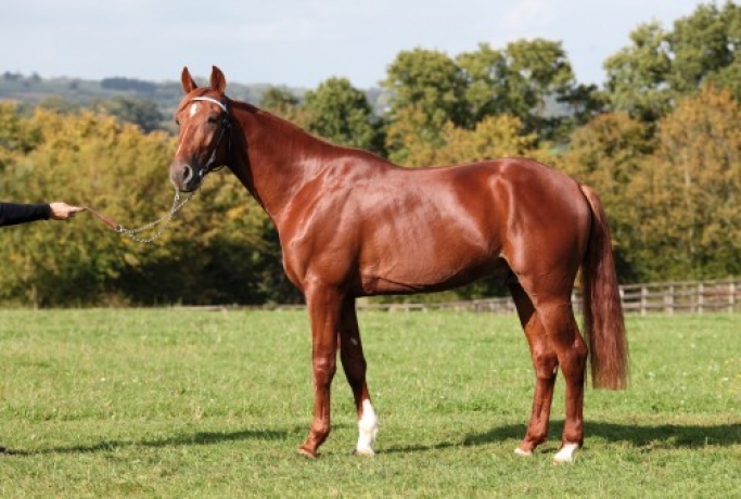 Vends-saillie-UN-AMOUR-D-HAUFOR-(Love-You--Glamour-d-Haufor-par-Passionnant)