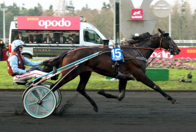 Vends-saillie-UP-AND-QUICK-(Buvetier-d-Aunou--Fichtre-par-Quiton-du-Coral)