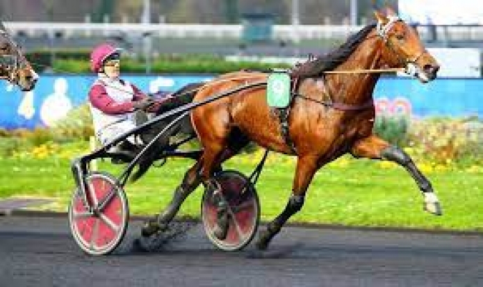 Vends-part-de-KOCTEL-DU-DAIN-(Boccador-de-Simm--Ophelia-par-First-de-Retz)