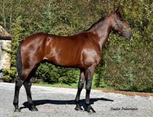 Vends-part-de-INOUI-DANICA-(Boccador-de-Simm--Sellina-Blue-par-Imoko)