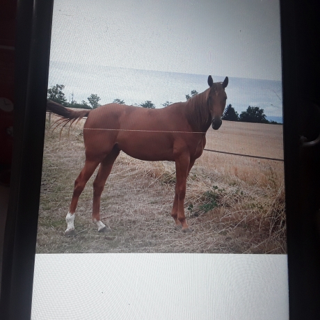 Vend-ou-loue-POULICHE-trotteurs