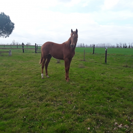 Vend-ou-loue-POULICHE-trotteurs-0