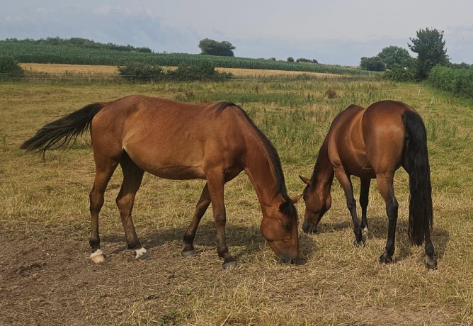 Vends-pouliniere-MORCHEEBA-(Helgafell--Barbotine-par-Prodigious)