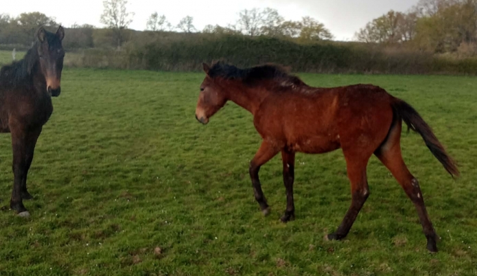 Plusieurs-yearlings-2