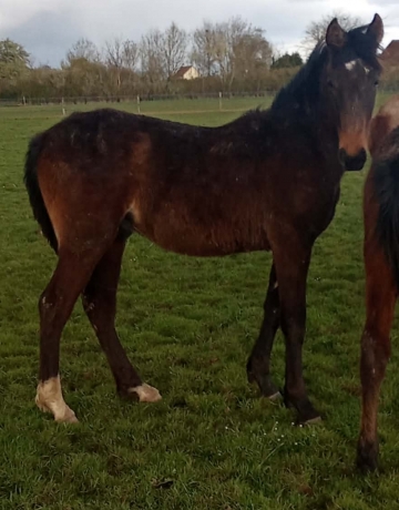 Plusieurs-yearlings-0