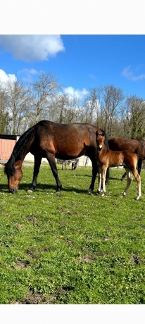 Pouliniere-suitee-d-un-Q-par-Davidson