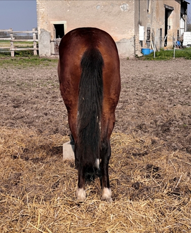 Vds-poulain-P-beau-modele-compacte-energique-pere-Rolling-d-heripre-mere-Alto-de-viette-(Ready-cash)-3