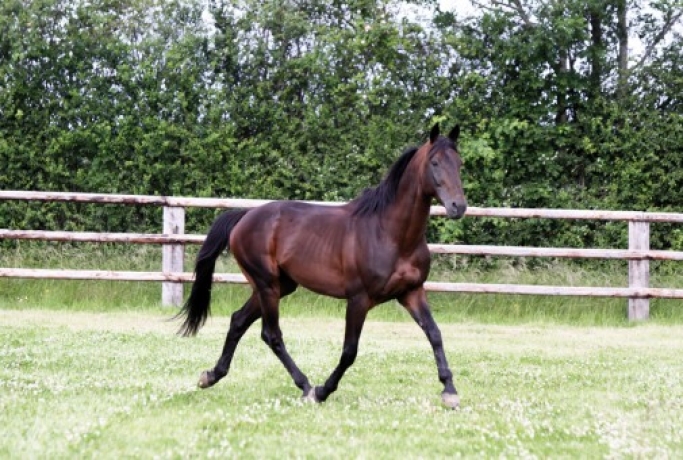 Vends-saillie-REAL-DE-LOU-(Jag-de-Bellouet--Kooka-de-Lou-par-Coktail-Jet)