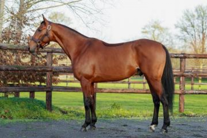 Vends-saillie-J-AIME-LE-FOOT-(Boccador-de-Simm--Elegante-de-Foot-par-Ready-Cash)