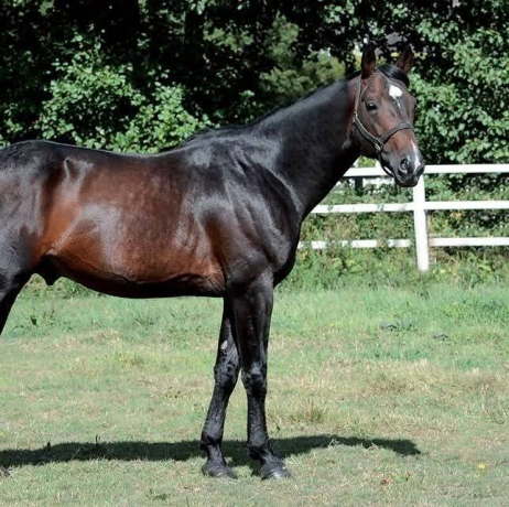 Saillies-Vanishing-Point-Haras-de-la-Beuneliere