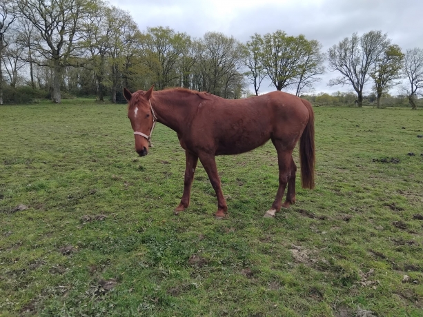 Parts-pouliniere-par-Boccador-de-Simm