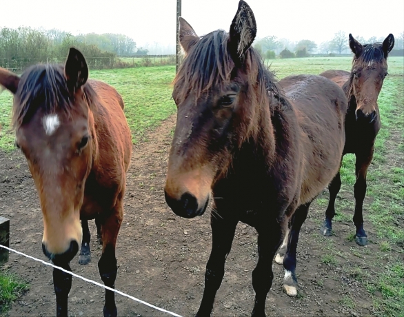 3-Yearlings