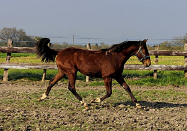 Vds-poulain-*P*-beau-modele-compacte-energique-pere-Rolling-d-heripre-mere-par-Alto-de-viette-(Ready-cash)