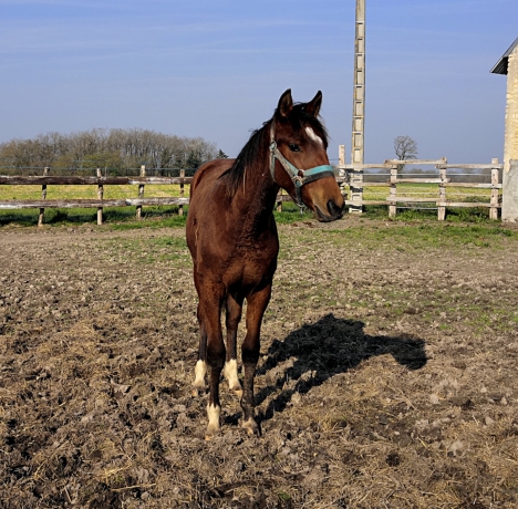 Vds-poulain-*P*-beau-modele-compacte-energique-pere-Rolling-d-heripre-mere-par-Alto-de-viette-(Ready-cash)-5