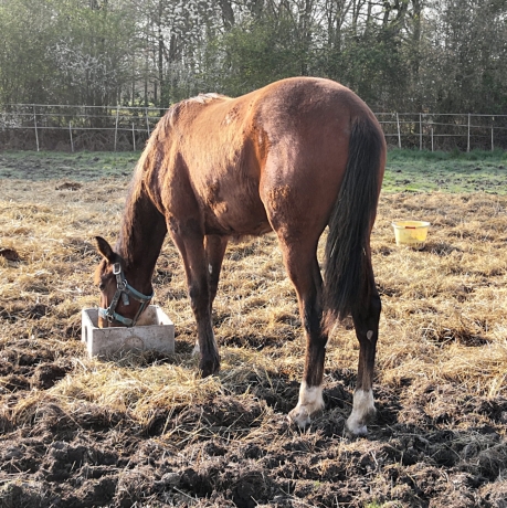 Vds-poulain-*P*-beau-modele-compacte-energique-pere-Rolling-d-heripre-mere-par-Alto-de-viette-(Ready-cash)-4