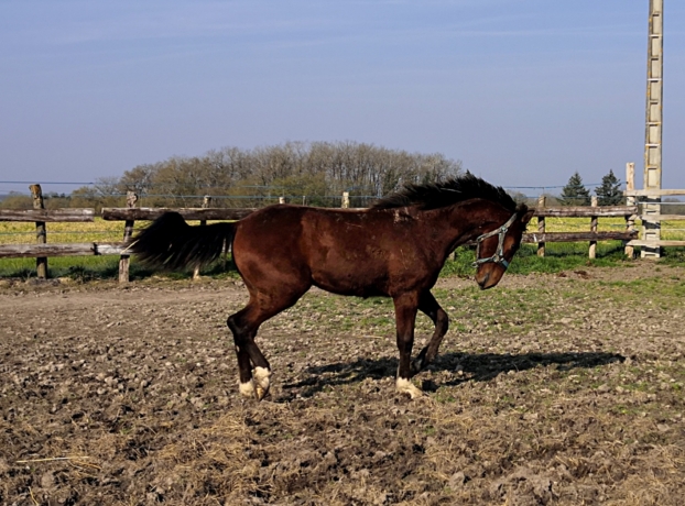 Vds-poulain-*P*-beau-modele-compacte-energique-pere-Rolling-d-heripre-mere-par-Alto-de-viette-(Ready-cash)-2