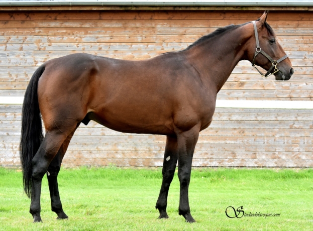 Vends-Saillie-EXIT-MONEY-par-COKTAIL-JET-et-MAKING-MONEY