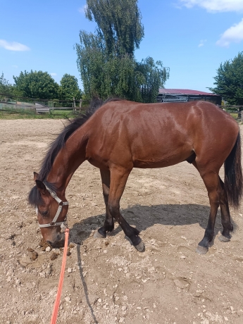 Poulain-O-hongre-a-reessayer