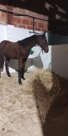 Poulain-O-hongre-a-reessayer-0