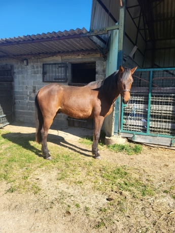 BEAU-POULAIN-DE-3-ANS-1