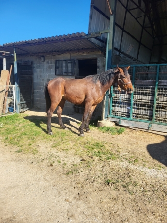 BEAU-POULAIN-DE-3-ANS-0