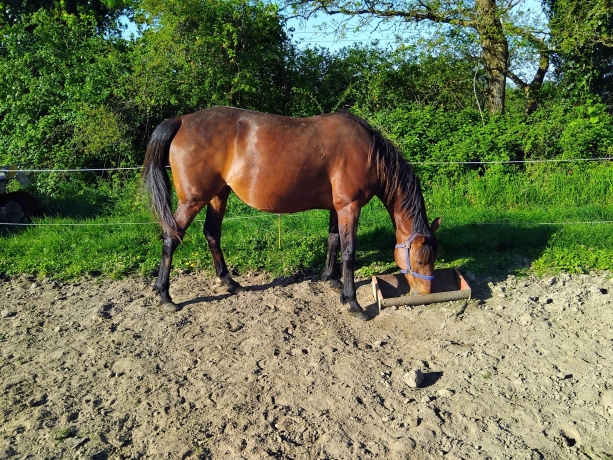 Pension-d-elevage-et-repos-0