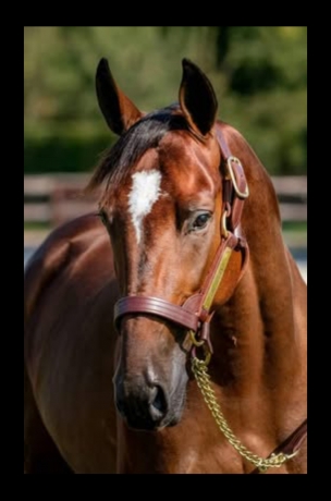 Saillie-Helgafell-sans-tva