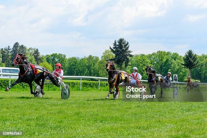 je-cherche-une-pouliche-ou-une-jument-trotteur-de-reformes-pour-porteuse-et-elevage-si-autorise