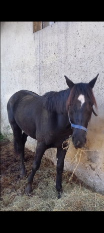 Vend-M-par-Bird-Parker