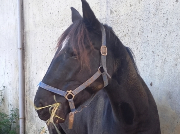 Vend-M-par-Bird-Parker-0