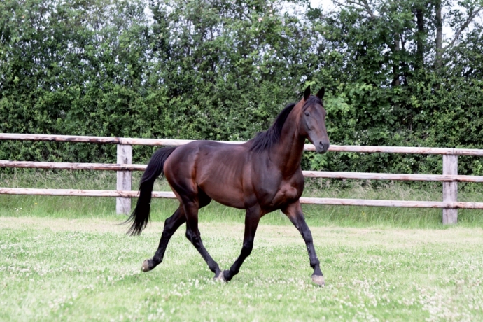 Vends-Saillie-de-REAL-DE-LOU-sans-TVA